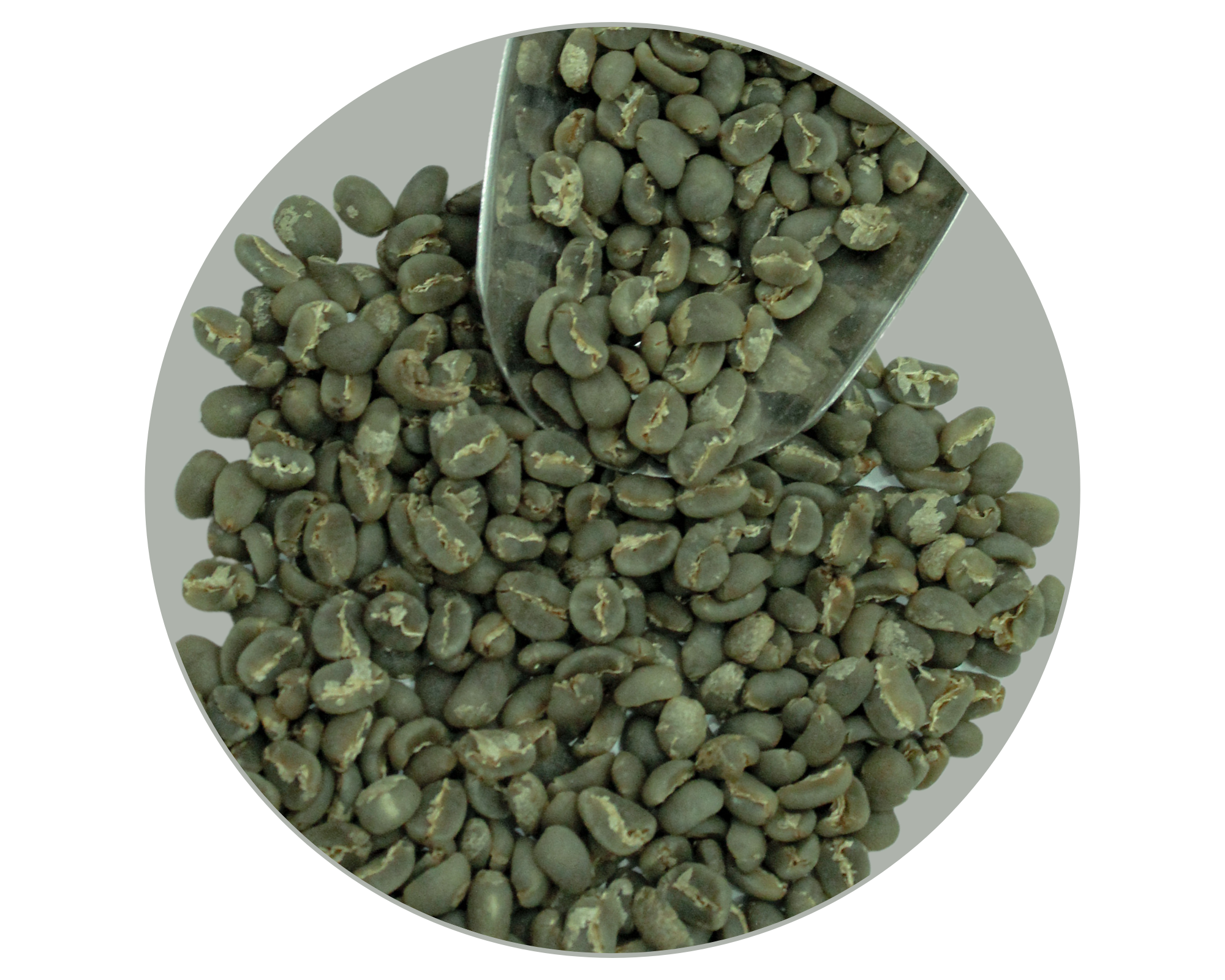 FLORES BAJAWA ARABICA GRADE 1 TP