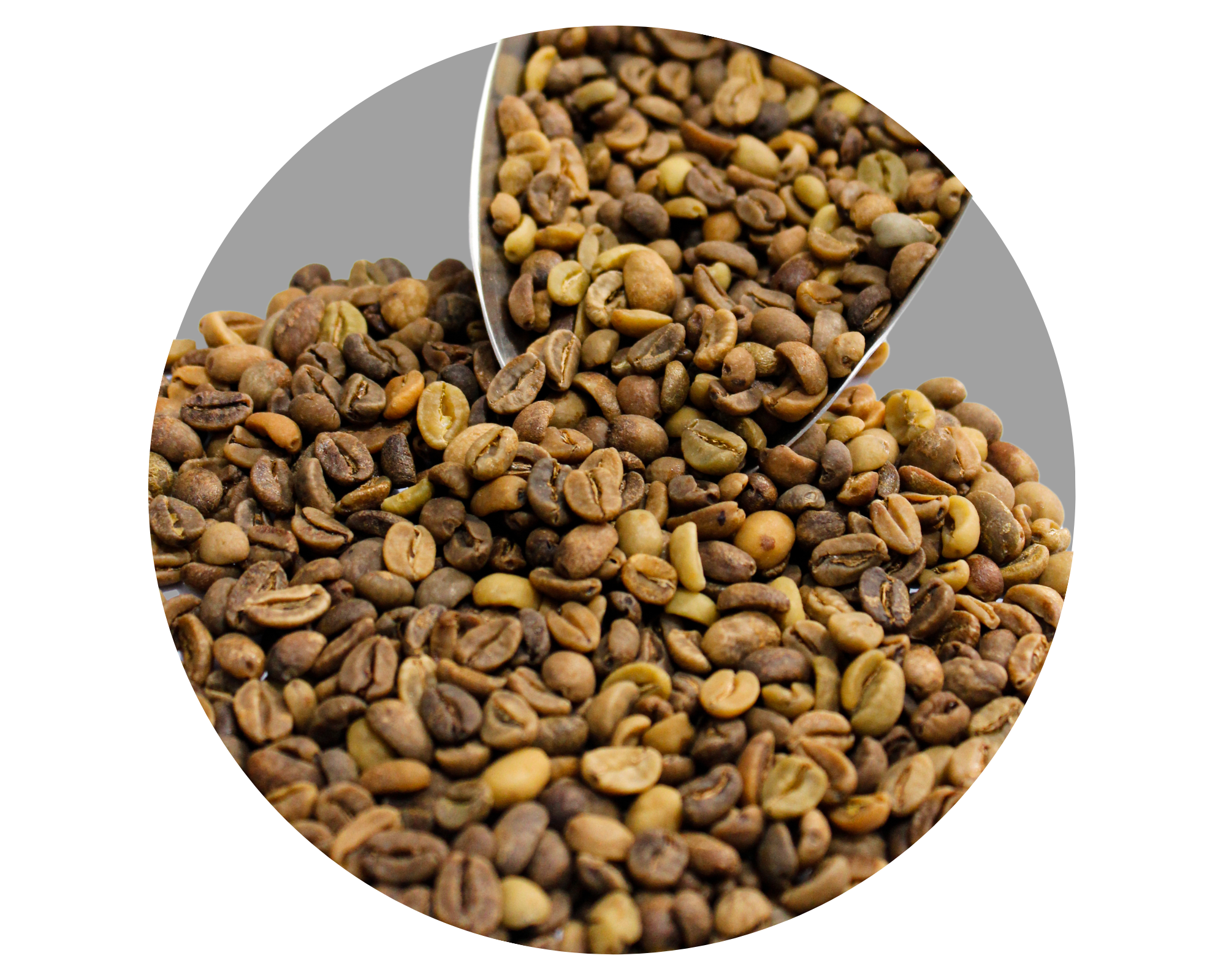 GAYO ANGGUR GR1 TP