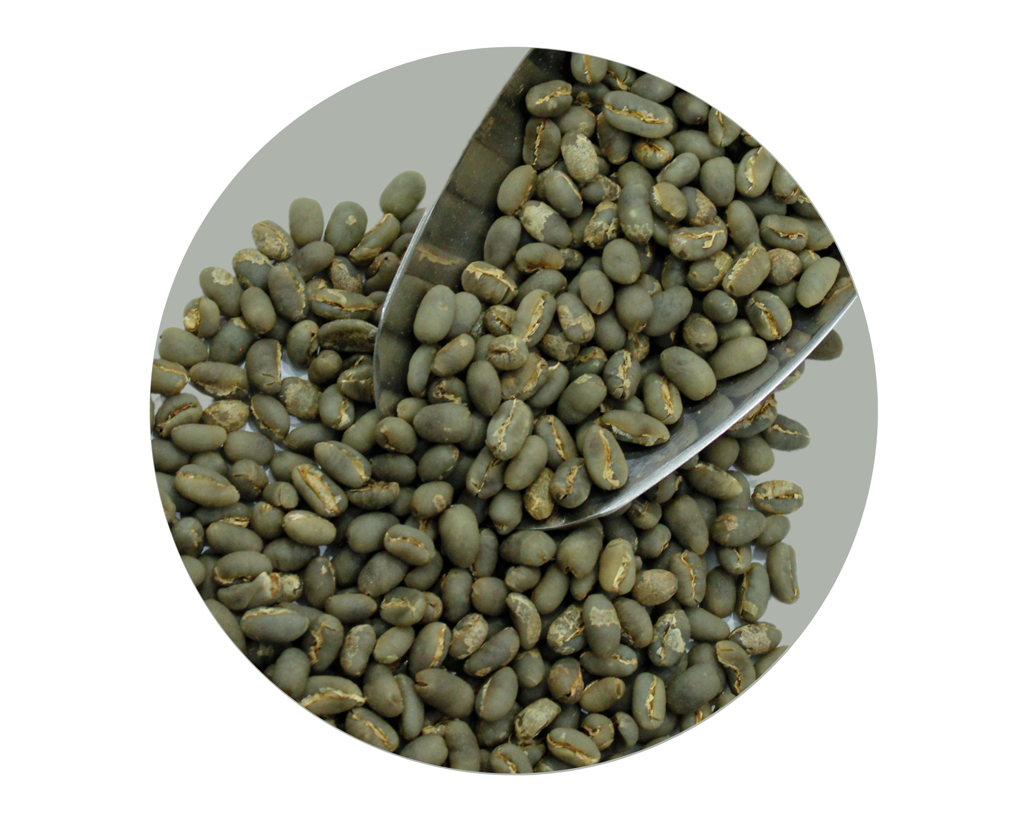 GAYO PEABERRY GR1 TP