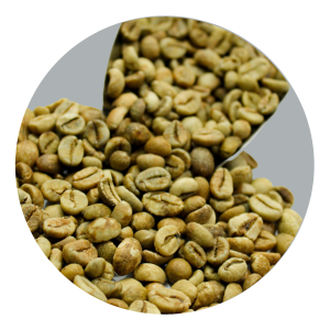 JAVA ROBUSTA EK-1