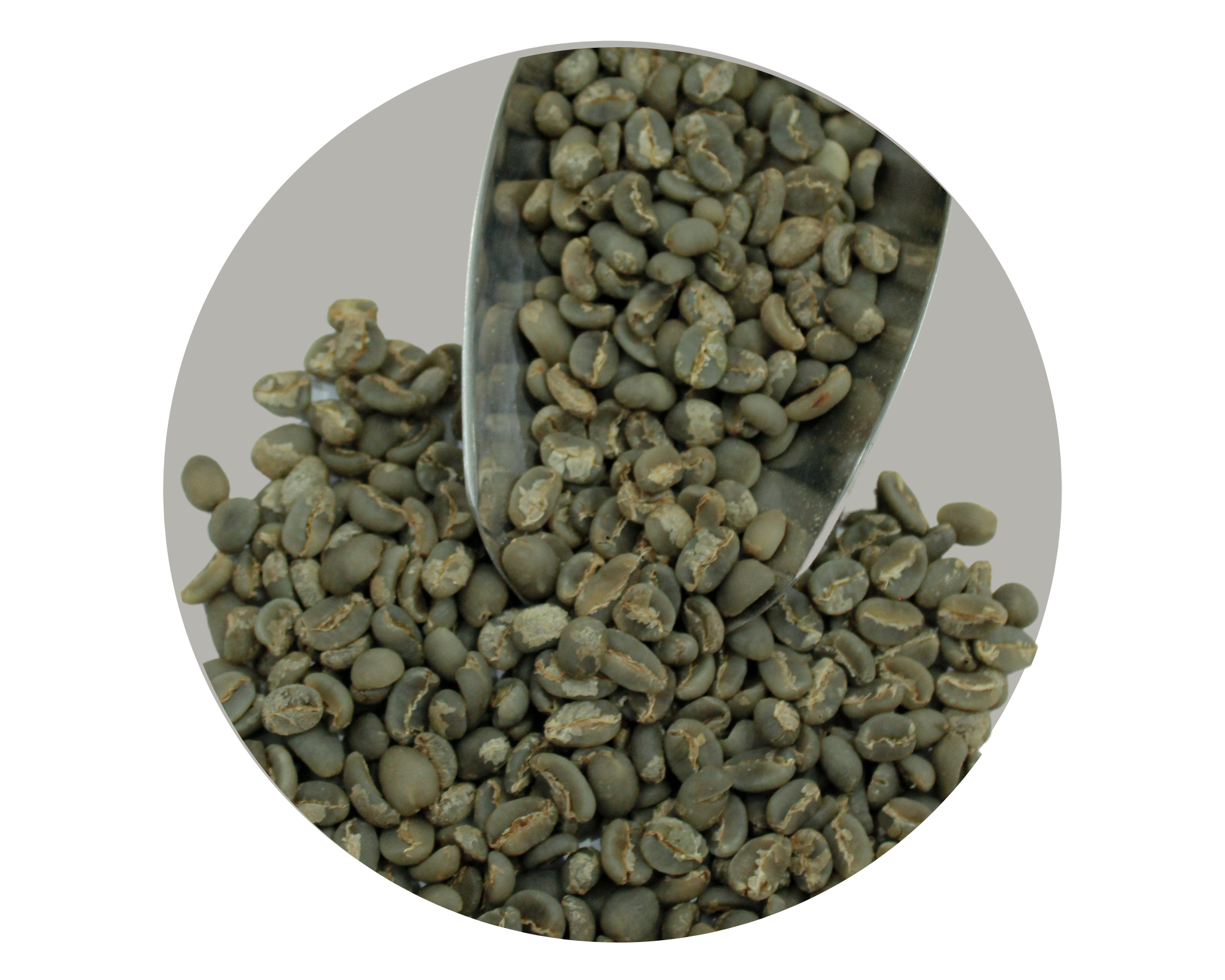 MANDHELING ARABICA GR1 TP