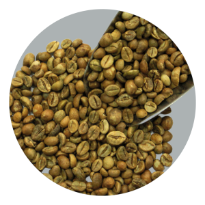 SIDIKALANG ROBUSTA EK-1