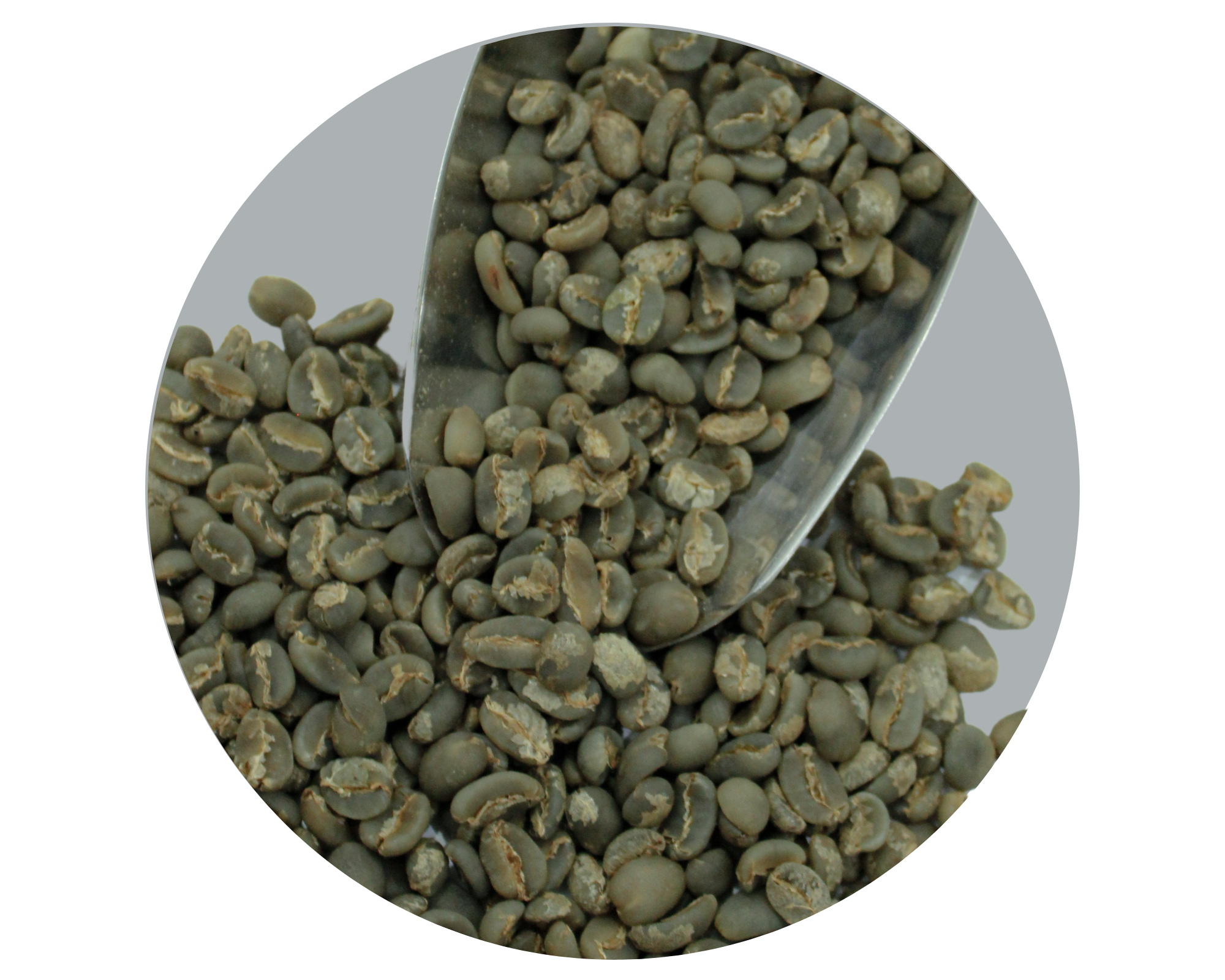 TORAJA ARABICA GRADE 1 TP